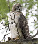 Red tailed Hawk 3854